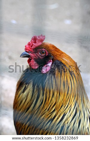 Closeup of a red chicken on a farm in nature. Hens in a free range farm - Image