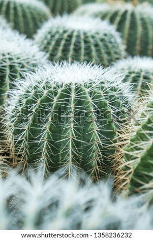 cactus in a botanical garden