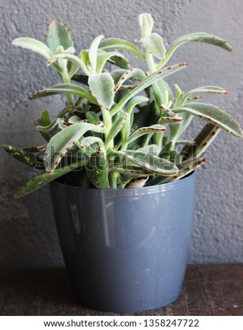 a Kalanchoe plant