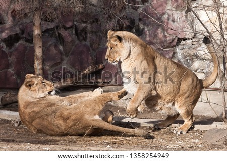 Two females of a lioness-girlfriend are fighting each other by playing, fighting lions.