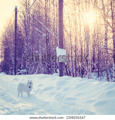 White dog Spitz walks in winter on snow