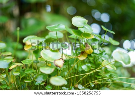 Watercress plants with the beautiful bokeh in the daytime