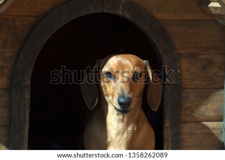 Dachshund dog house 