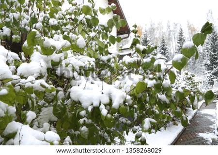 garden in snow, leaves of an apple-tree, a lilac in white fluffy snow 