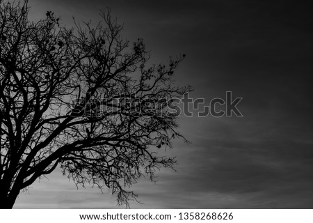 Silhouette dead tree on dark dramatic sky background for scary or death. Halloween night. Hopeless, despair,sad and lament concept. Scary forest. Dramatic horror night on Halloween day background. 