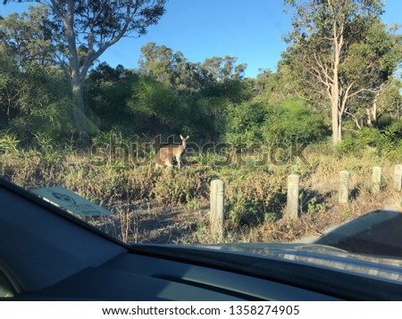 Kangaroo Australia from car