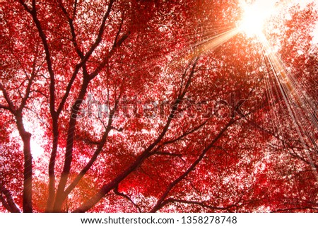 Red trees with sunlight