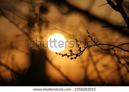 The beautiful sunset view in park with trees or flowers 