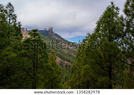 The sides of the mountain covered with pine forest. Mystic foggy hills with high rock. Roque Nublo peak in thick fog. Canary Islands travel photo. Trip over Gran Canaria.