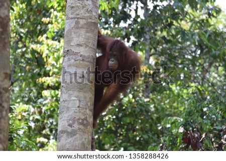 Orangutans from Borneo