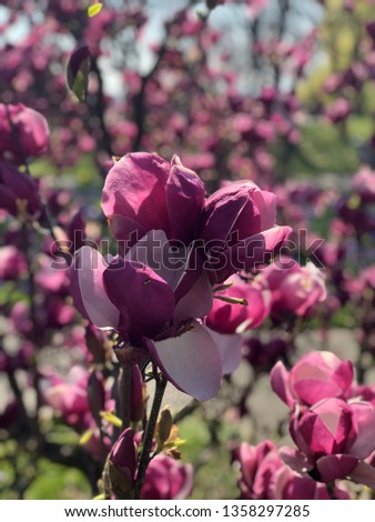 Pink Magnolia in spring on a tree