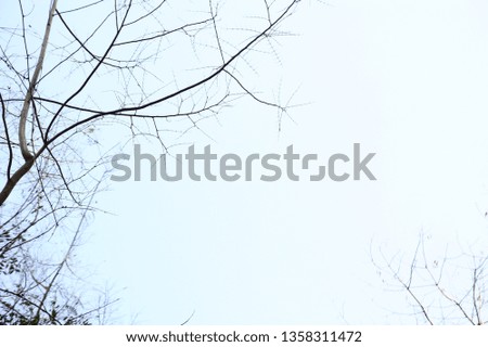 Natural background, tree branches in summer