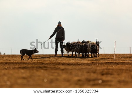 dog training australian kelpie in a herd of sheep and goats