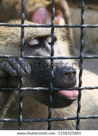 
baboon at the zoo shows tongue