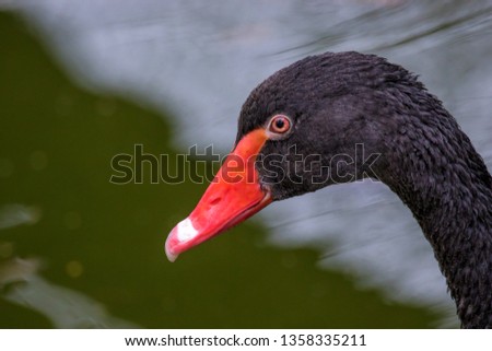 image big beautiful water bird black swan portrait