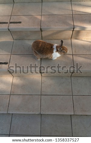 Top view of a dwarf bunny on stairs.