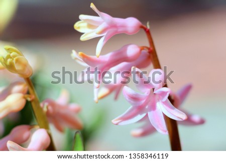 Pink hyacinth in early April in the garden