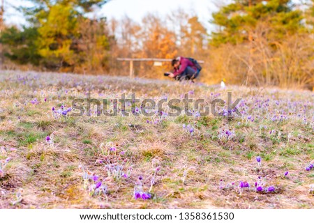 Young photographer is taking macro photo of pulsatilla blossom on the meadow in nature reservation "Kamenny vrch" in Brno city. Sunset after tranquil march day. Purple blossoms and vibrant colors.
