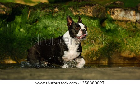 Boston Terrier dog running through water at beach