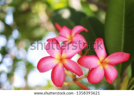 Pink frangipani flowers or Pink plumeria blooming on tree in the garden and have copy space to design in your work concept.