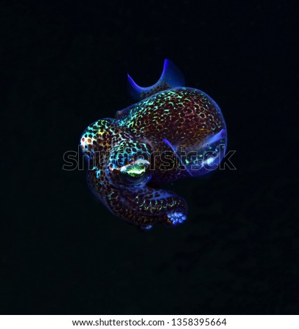 Amazing underwater world - Berry's bobtail squid - Euprymna berryi. Diving and underwater photography. Tulamben, Bali, Indonesia. 