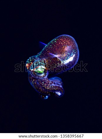 Amazing underwater world - Berry's bobtail squid - Euprymna berryi. Diving and underwater photography. Tulamben, Bali, Indonesia. 