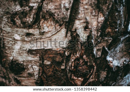 birch bark texture