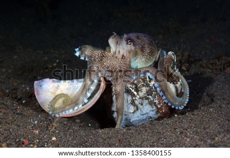 Amazing underwater world - Berry's bobtail squid - Euprymna berryi. Underwater macro photography. Tulamben, Bali, Indonesia.