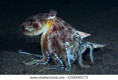 Amazing underwater world - Berry's bobtail squid - Euprymna berryi. Underwater macro photography. Tulamben, Bali, Indonesia.
