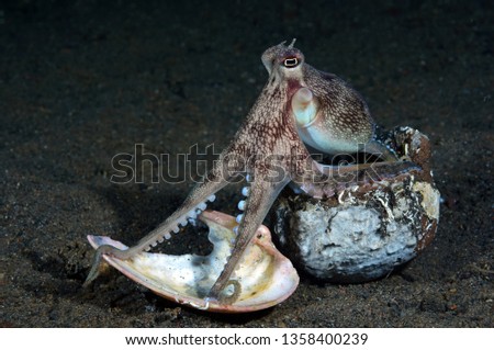 Coconut Octopus - Amphioctopus marginatus is making its house from shells in the night. Macro underwater world of Tulamben, Bali, Indonesia.