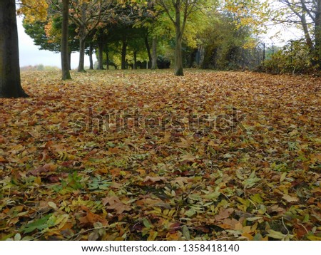 colorful leaves view