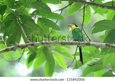 Long-tailed Broadbill on the best perch ,Greenbird on green background ,Thailand