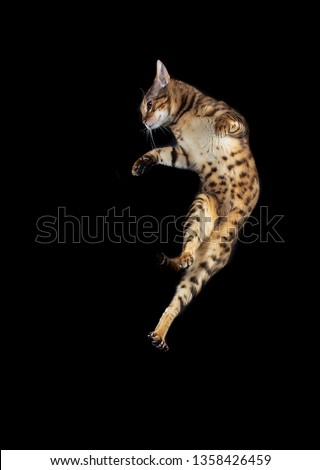 Jumping bengal cat Royalty-Free Stock Photo #1358426459