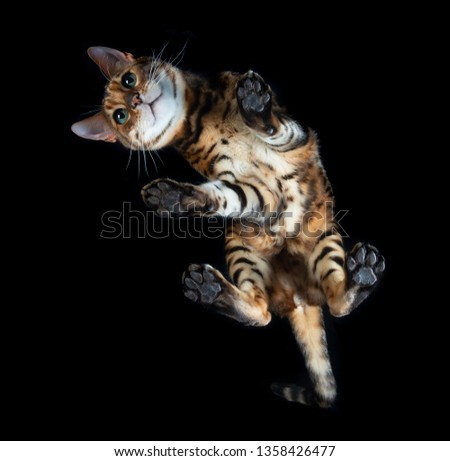 Bengal cat bottom view Royalty-Free Stock Photo #1358426477