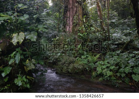 tropical rain forest at sumatra island