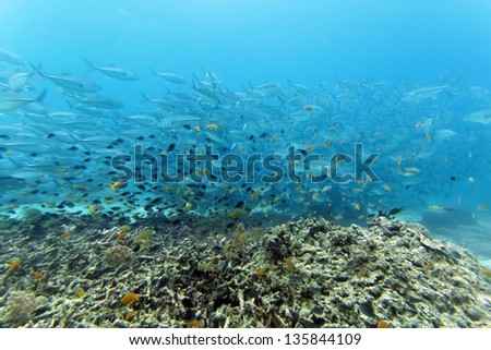 hard coral with fishes and jack fishes