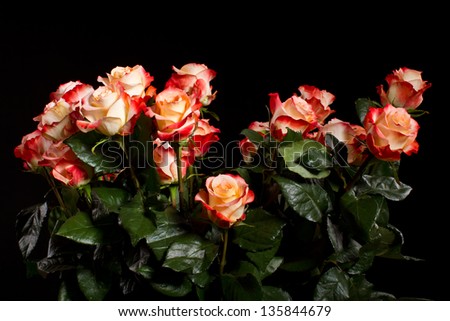 beautiful blooming roses on a black background