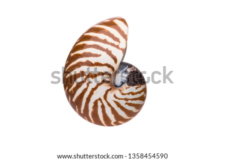 NAUTILUS SHELL. High Resolution Image of Nautilus Pompilius Shell, Chambered Nautilus or Pearly Nautilus Seashell .Chambered Shell. Isolated on White Background with Clipping Path Included in JPEG