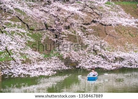cherry blossom at chidori ga fuchi, tokyo, japan