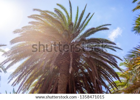 Palm tree on Crete 