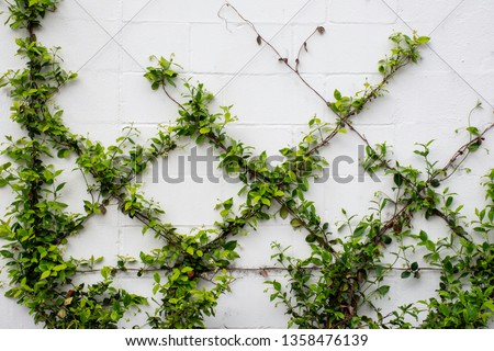 Green vines are trained to grow on a wire frame on a wall, and will create an elegant minimalist diamond pattern when finished. Royalty-Free Stock Photo #1358476139