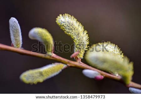 pussy willow blossoms closeup