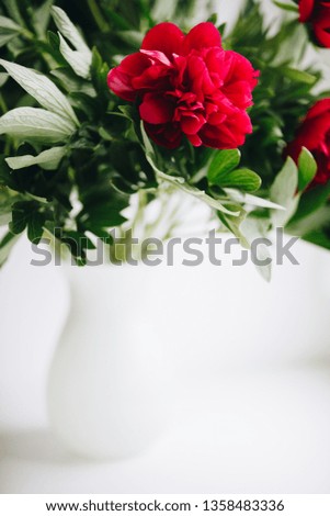 beautiful closeup peony. natural background. picture with soft focus