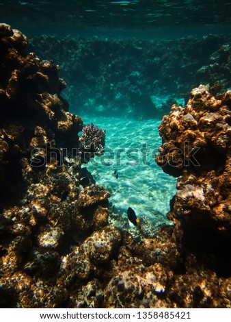 colorful underwater photo of fishes and coral reefs in red sea