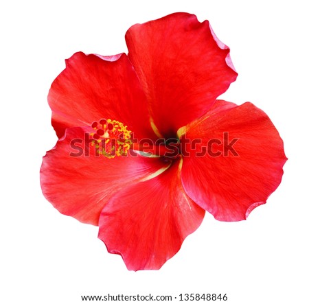 Red Hibiscus on white background Royalty-Free Stock Photo #135848846