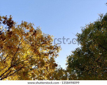 autumn and sky 