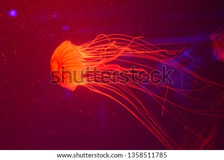 Jellyfish (Chrysaora pacifica) in ocean. Wallpaper or background.