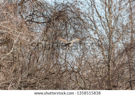 Great grey owl flying and hunting in a winter background, Quebec, Canada.