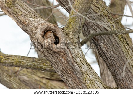 Eastern screech owl, red morph variety in a tree in central Quebec, Canada.