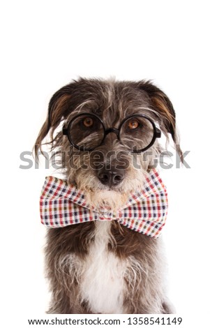 PORTRAIT ELEGANT DOG CELEBRATING A BIRTHDAY, FATHERS DAY  OR ANNIVERSARY WEARING VINTAGE CHECKERED BOW TIE WITH CUTE EYES. ISOLATED ON WHITE BACKGROUND.